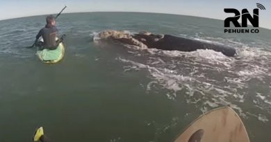 Jugar con ballenas: la hermosa experiencia de dos chicos que hacían SUP en Monte Hermoso